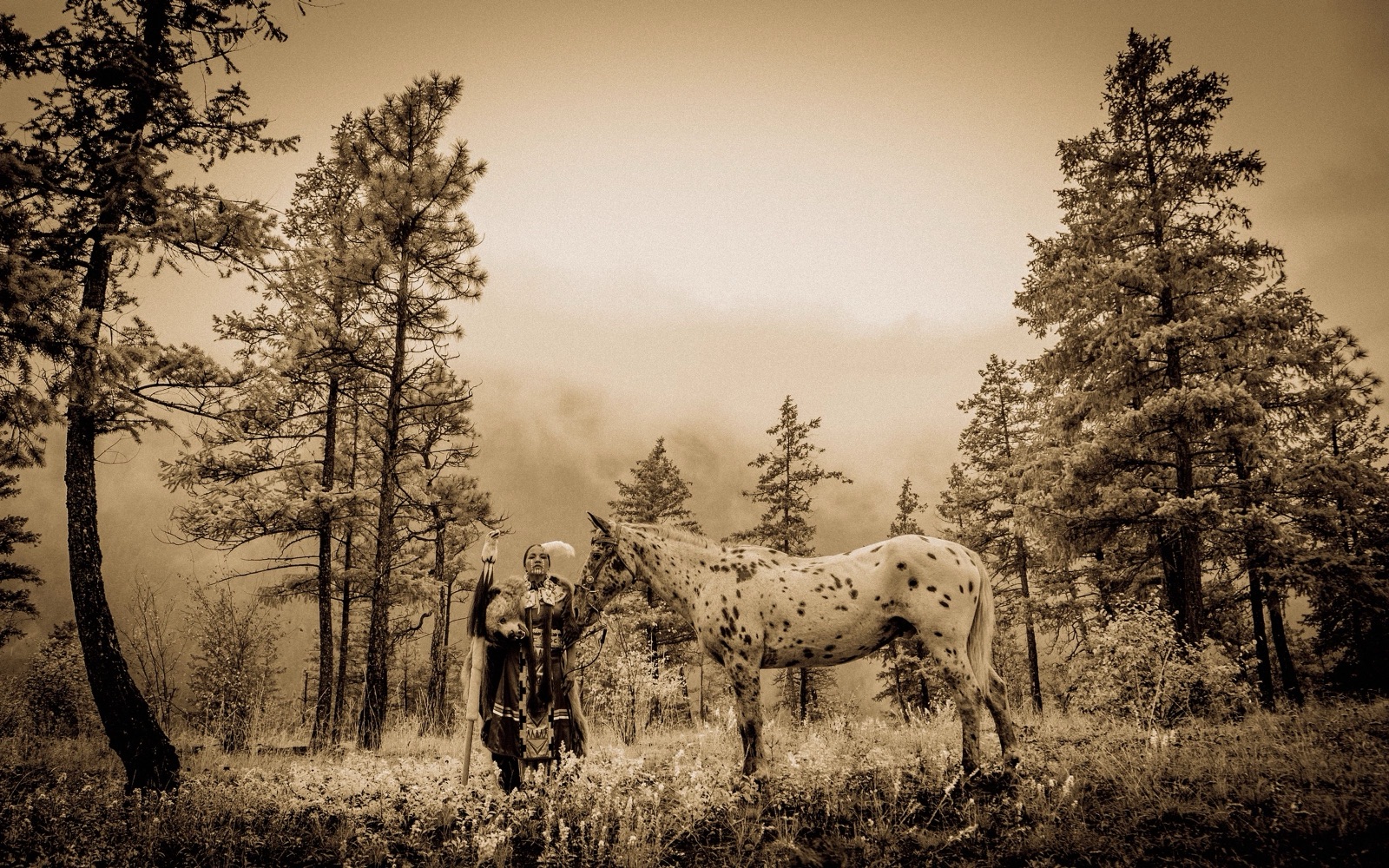 A rider and Appaloosa horse among tall pines in the fog